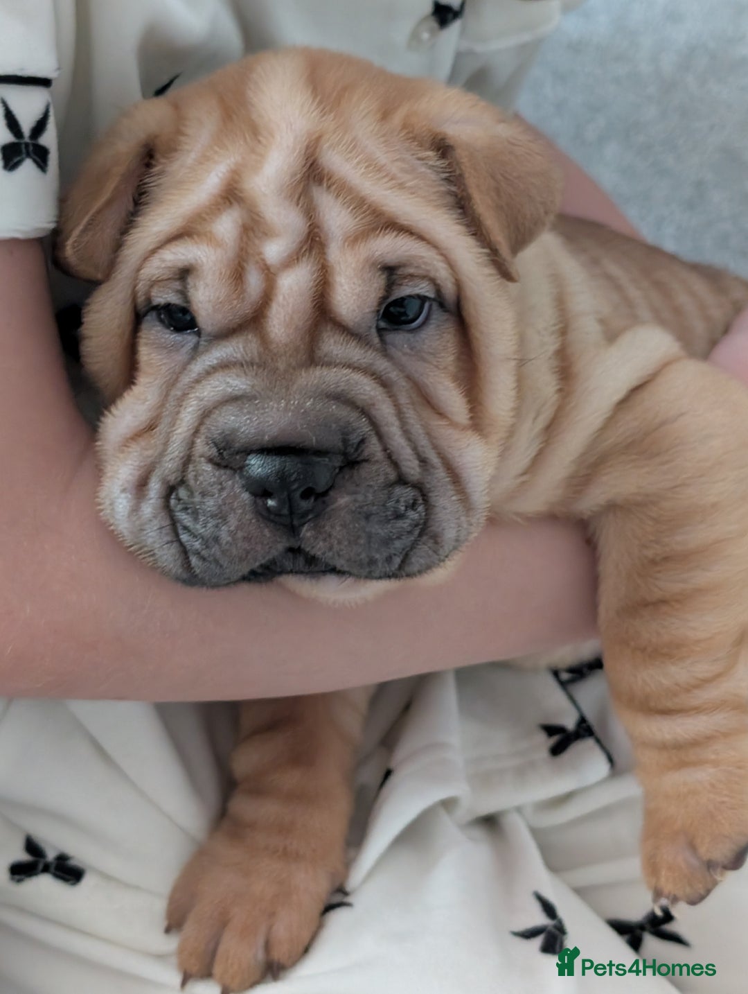 Shar Pei dogs for sale: Shar pei puppies  - Image 10