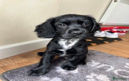 Cocker Spaniel dogs for sale: 10 Week old Working Cocker spaniel - Image 2