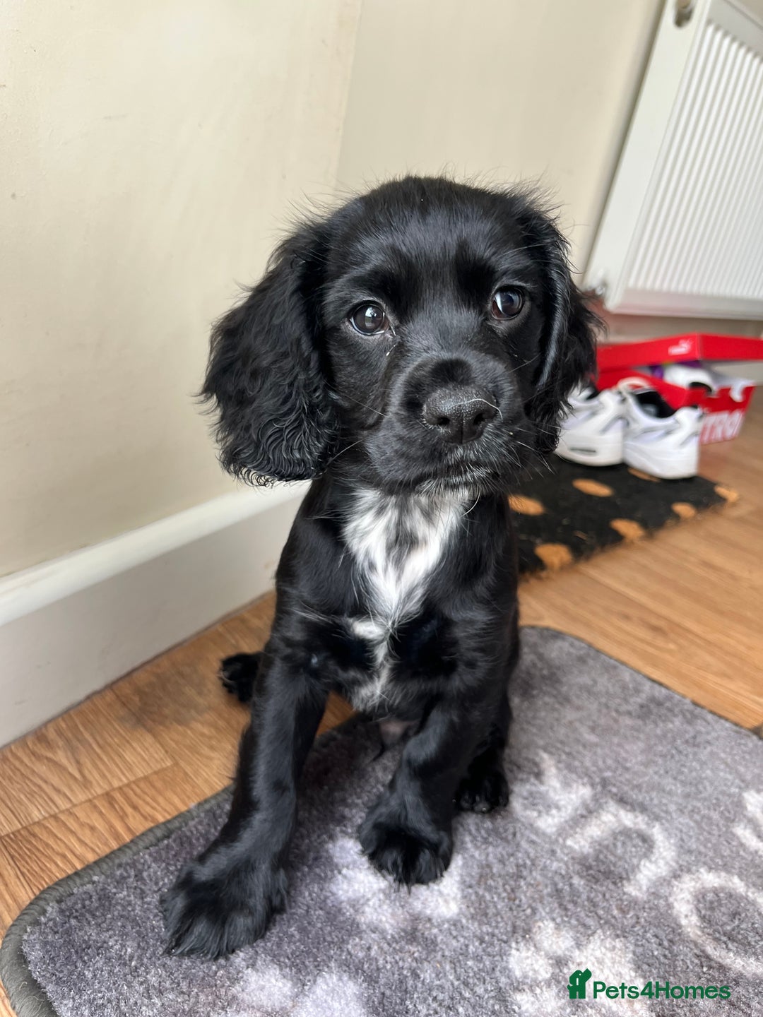 Cocker Spaniel dogs for sale: 10 Week old Working Cocker spaniel - Image 2