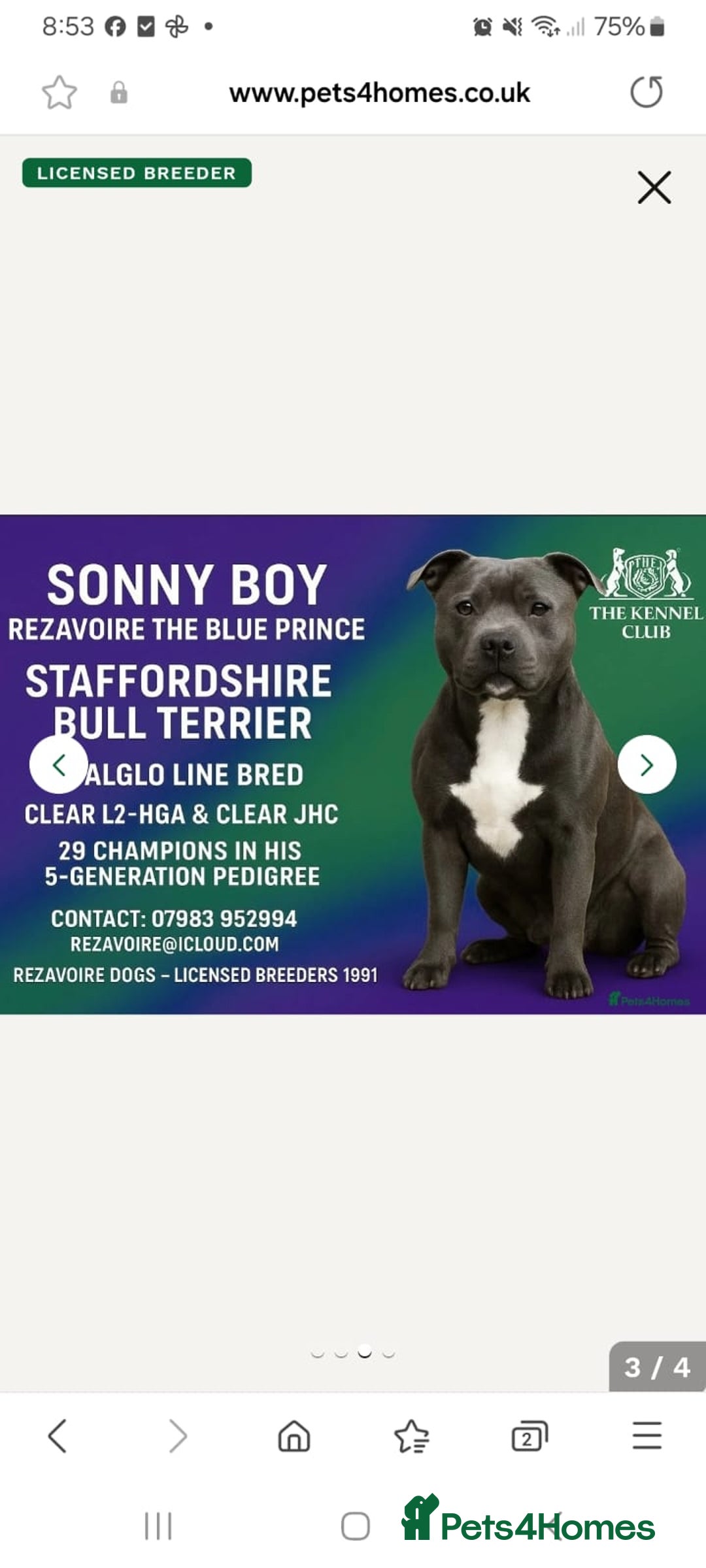 Staffordshire Bull Terrier dogs for sale: Blue male staff puppies  - Image 11