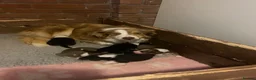 Border Collie dogs for sale: Border collie female puppy - Advert 1