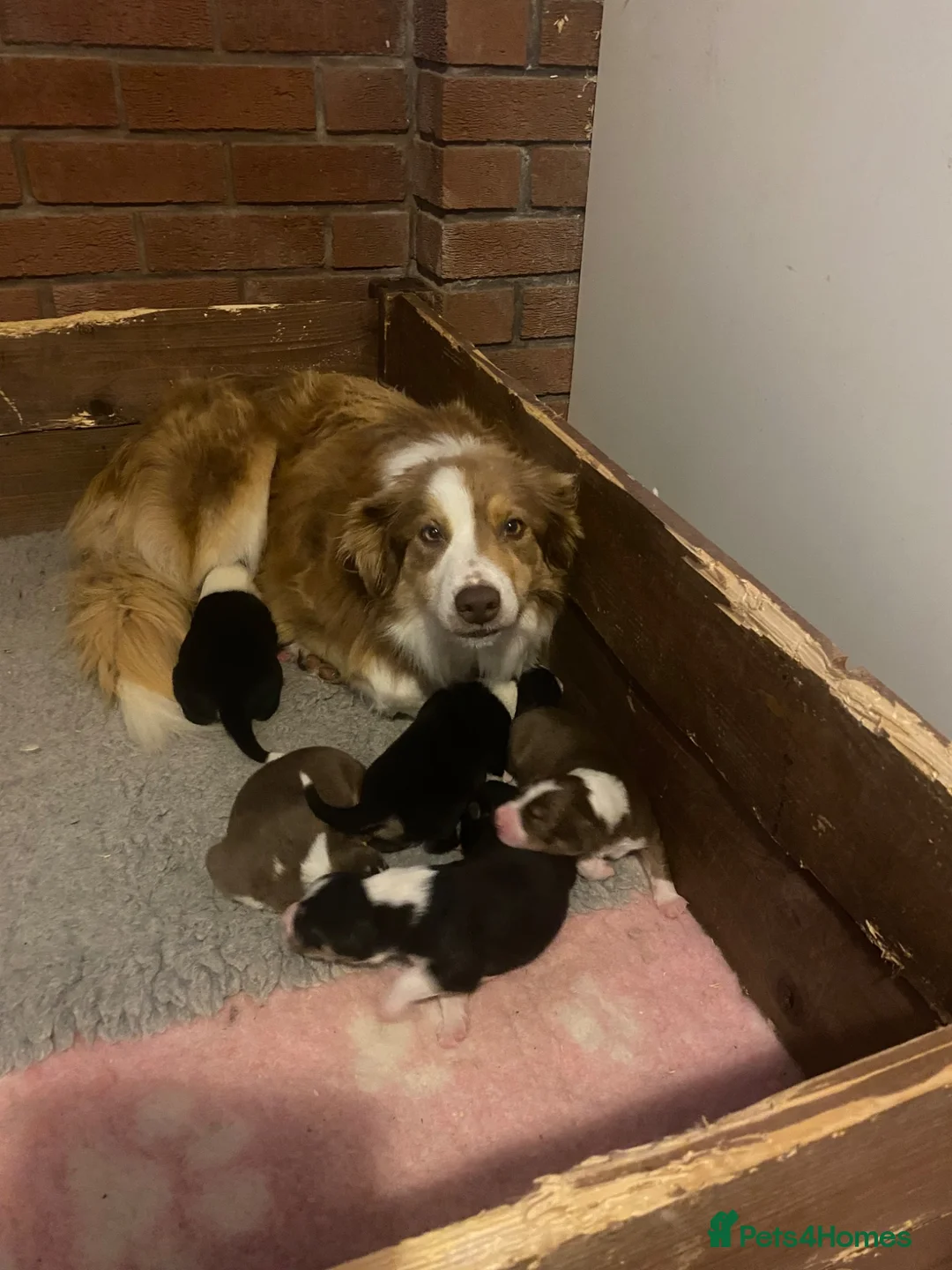 Border Collie dogs for sale: Border collie female puppy - Advert 1
