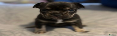 French Bulldog Puppy 1