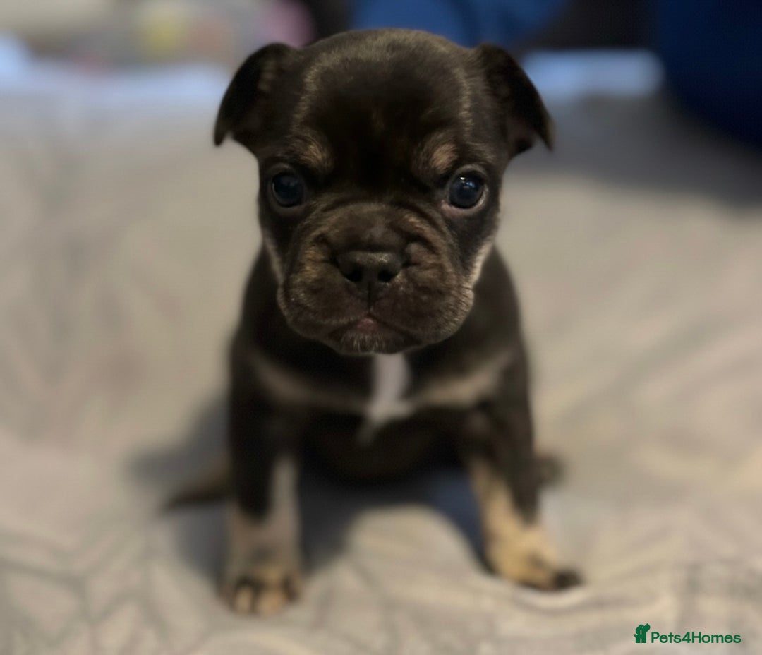 French Bulldog dogs for sale: 3 Beautiful French Bulldog Puppies  - Advert 3