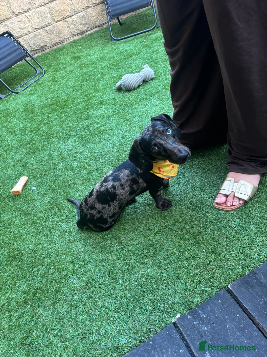 Miniature Dachshund dogs for sale: Otis is looking for new home - Advert 6