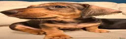 Mixed Breed dogs for sale: Last Gorgeous Boy Remaining  - Advert 10