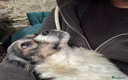 Mixed Breed dogs for adoption: ❤️ Meet Kara - Advert 1