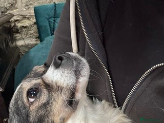 Mixed Breed dogs ❤️ Meet Kara - Advert 14