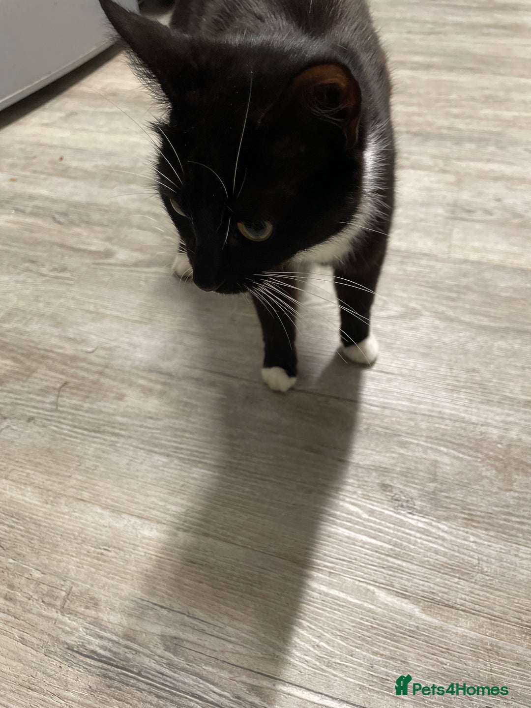 Mixed Breed cats for sale: 2 kittens looking for forever homes  - Image 4