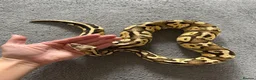 Python Snake reptiles for sale: 🐍 Ball Python for Sale - Advert 2