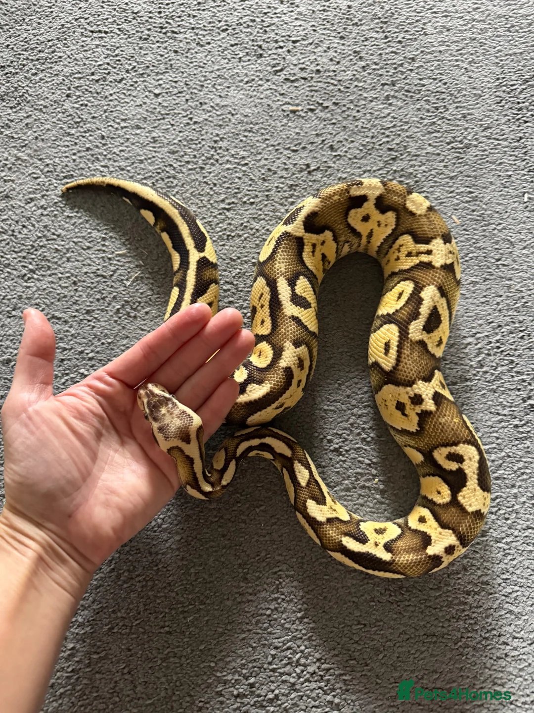 Python Snake reptiles for sale: 🐍 Ball Python for Sale - Advert 2