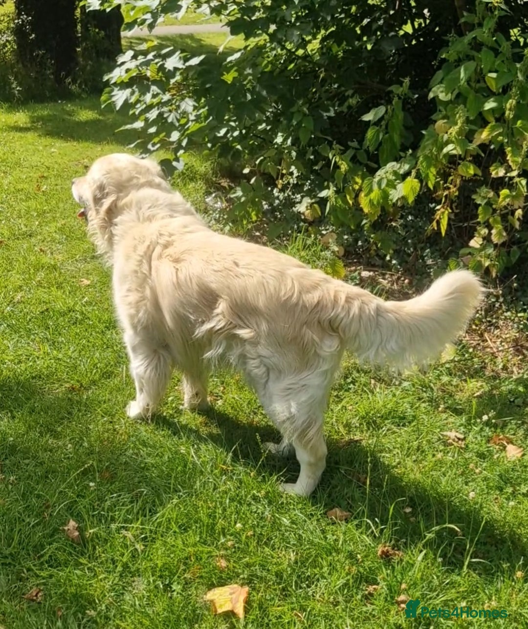 Golden Retriever dogs for stud: Purebred Golden Retriever for Stud - Image 5