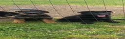 German Shepherd dogs for sale: German Shepherd - Advert 4