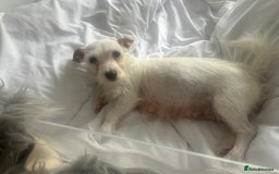 Jackapoo dogs for sale: 4 beautiful jackapoo boys - Image 20