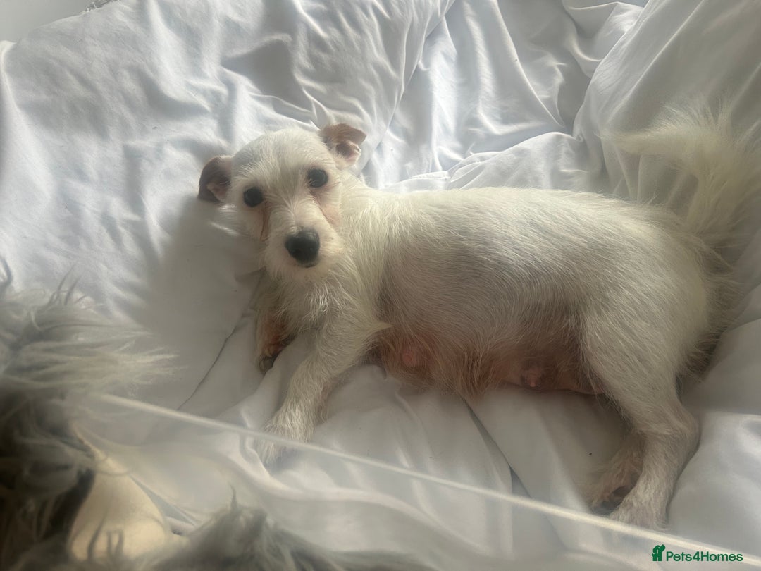 Jackapoo dogs for sale: 4 beautiful jackapoo boys - Image 20