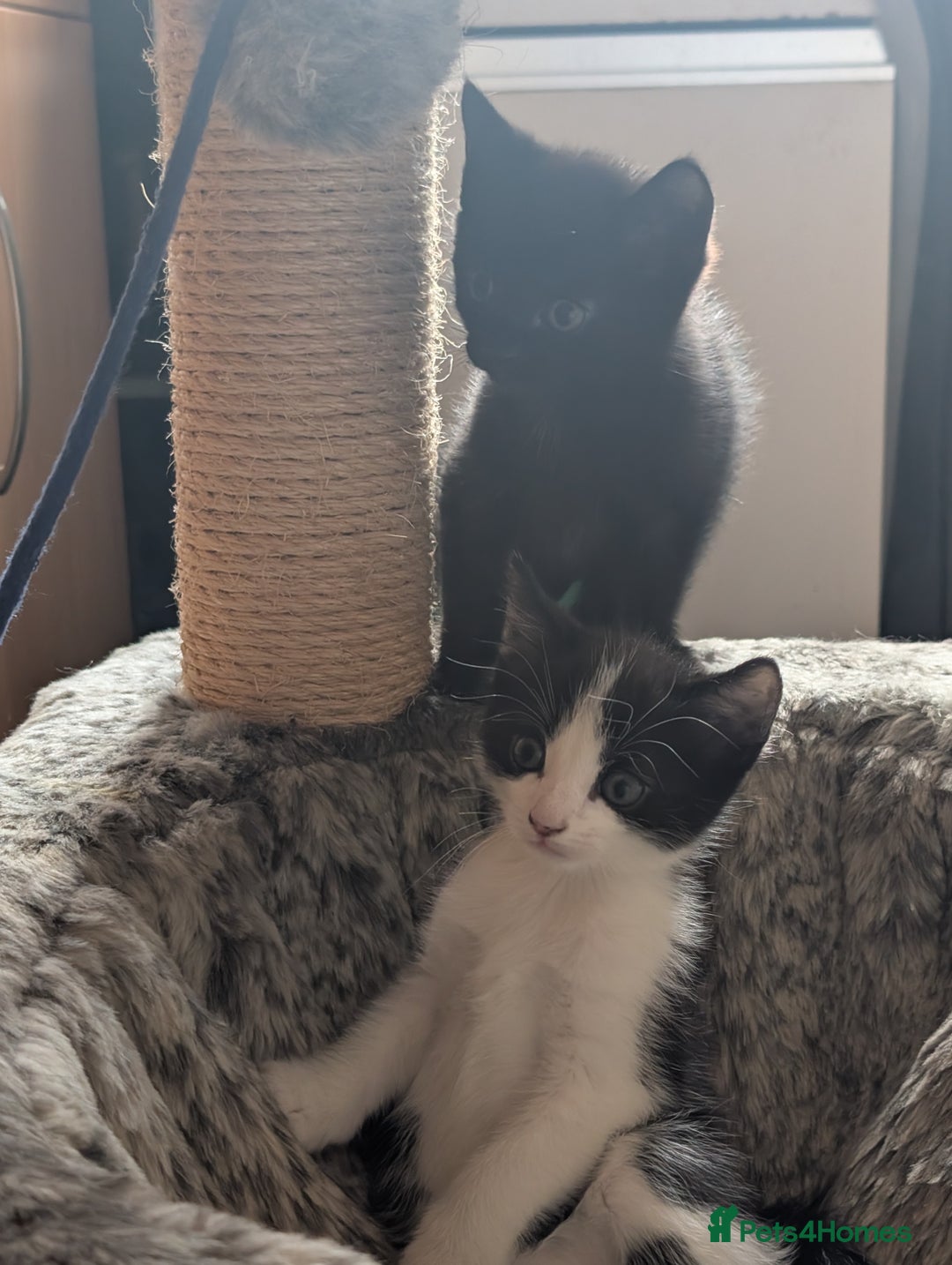 Mixed Breed cats for sale: Last kitten from this litter available now. - Image 4