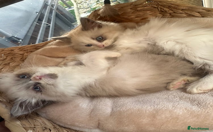 Siberian cats - Advert 1