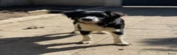 Mixed Breed dogs for adoption: 🐾Sweet Noddy is looking for a home 🐾 - Advert 6