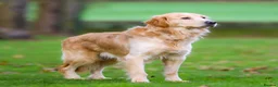 Golden Retriever dogs for sale: Foxy Fox - Advert 4