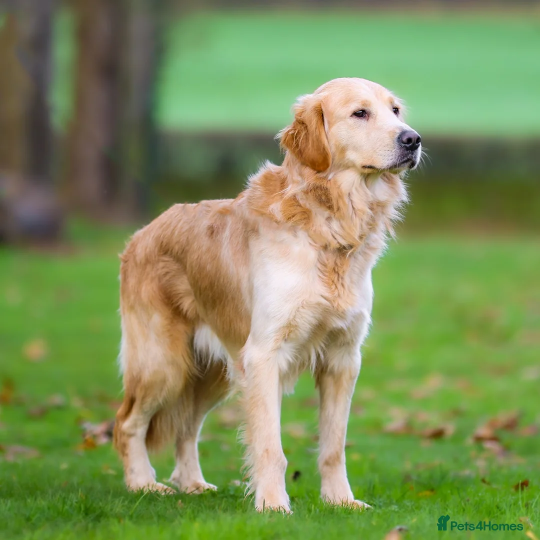 Golden Retriever dogs for sale: Foxy Fox - Advert 4