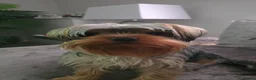 Yorkshire Terrier dogs for stud: Marco pablo in Liverpool - Advert 2