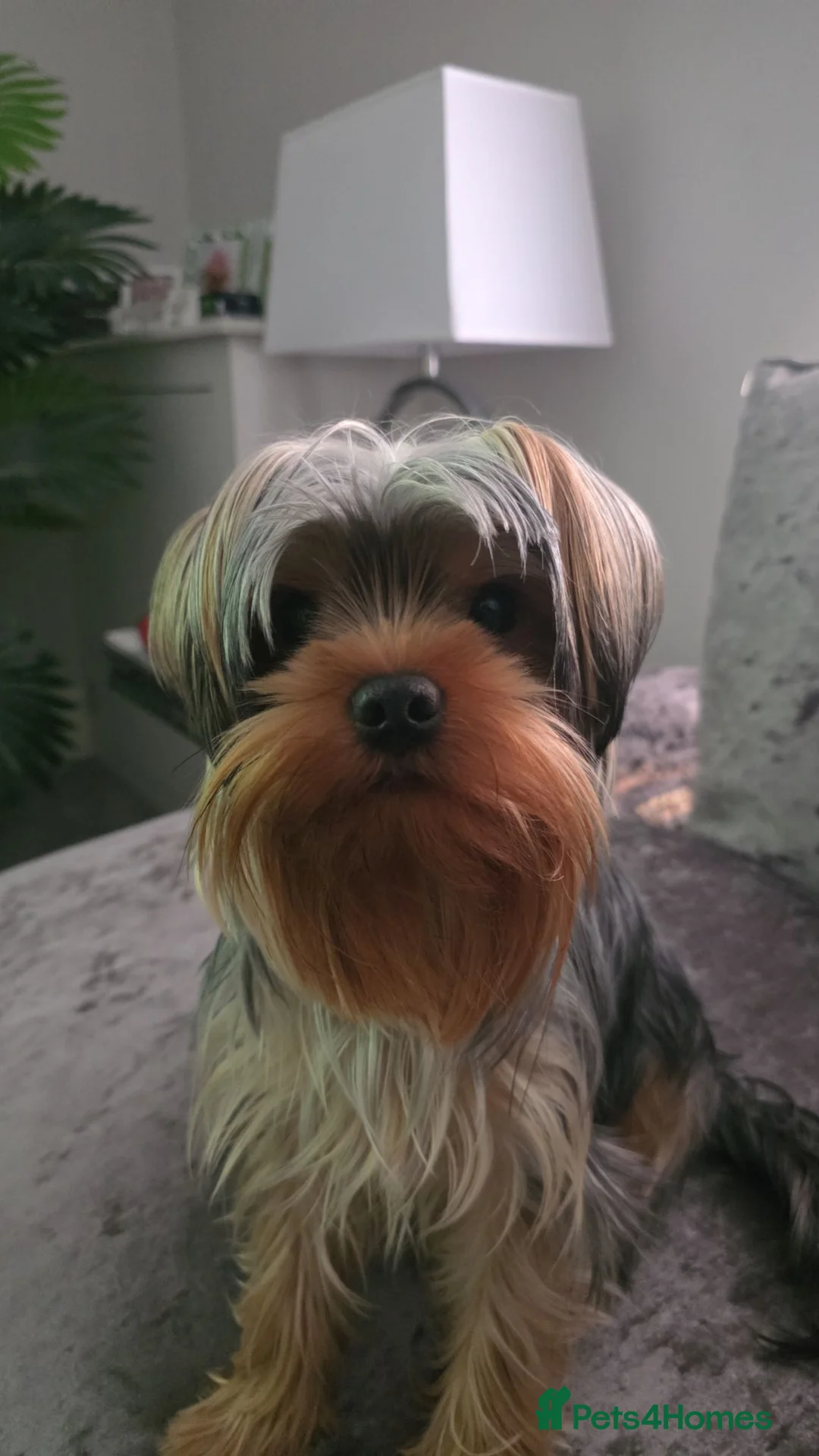 Yorkshire Terrier dogs for stud: Marco pablo in Liverpool - Advert 2