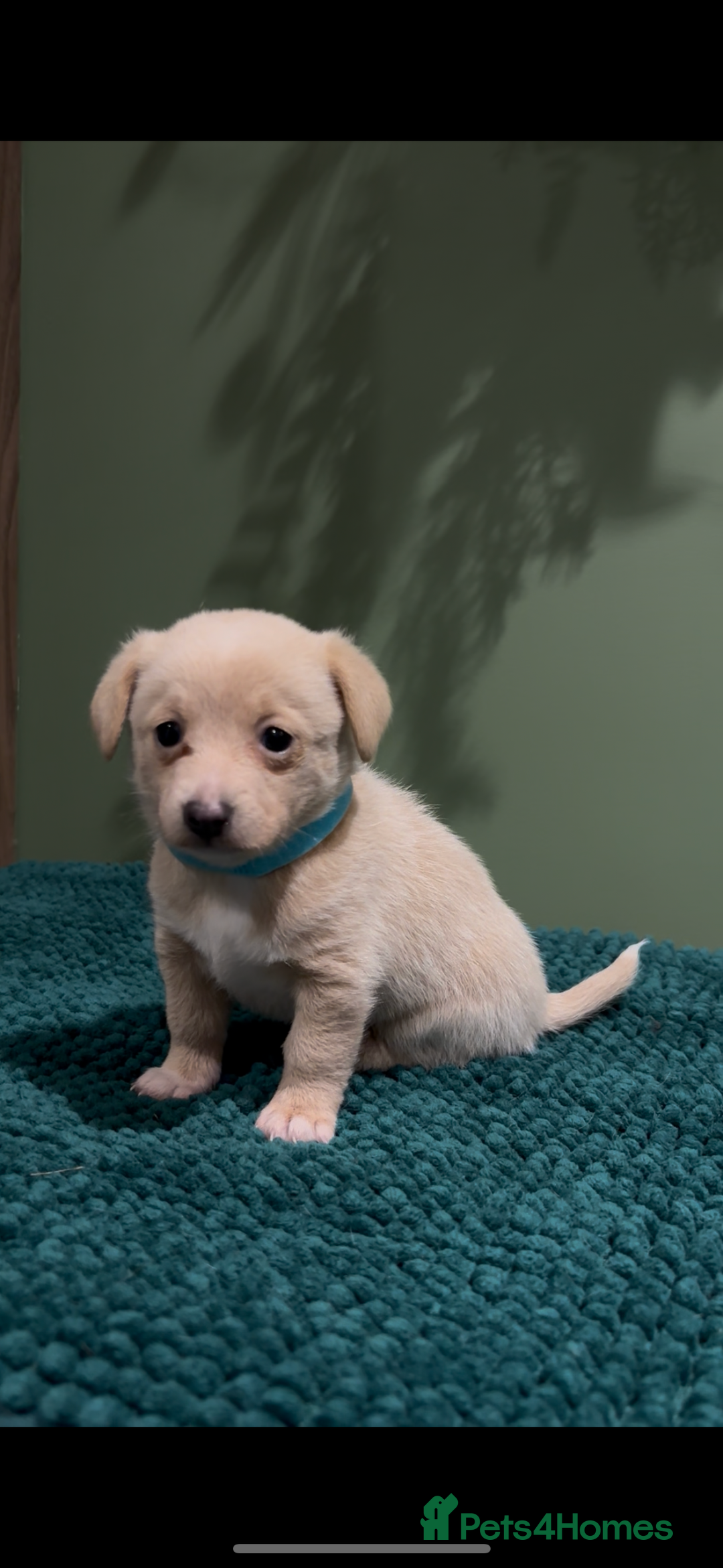 Mixed Breed dogs for sale: 🌟 Beautiful Cream Pomweenie Puppies Available 🌟 - Advert 17