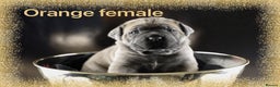 Cane Corso dogs for sale: Elite Formentino Cane Corso puppies - Advert 6