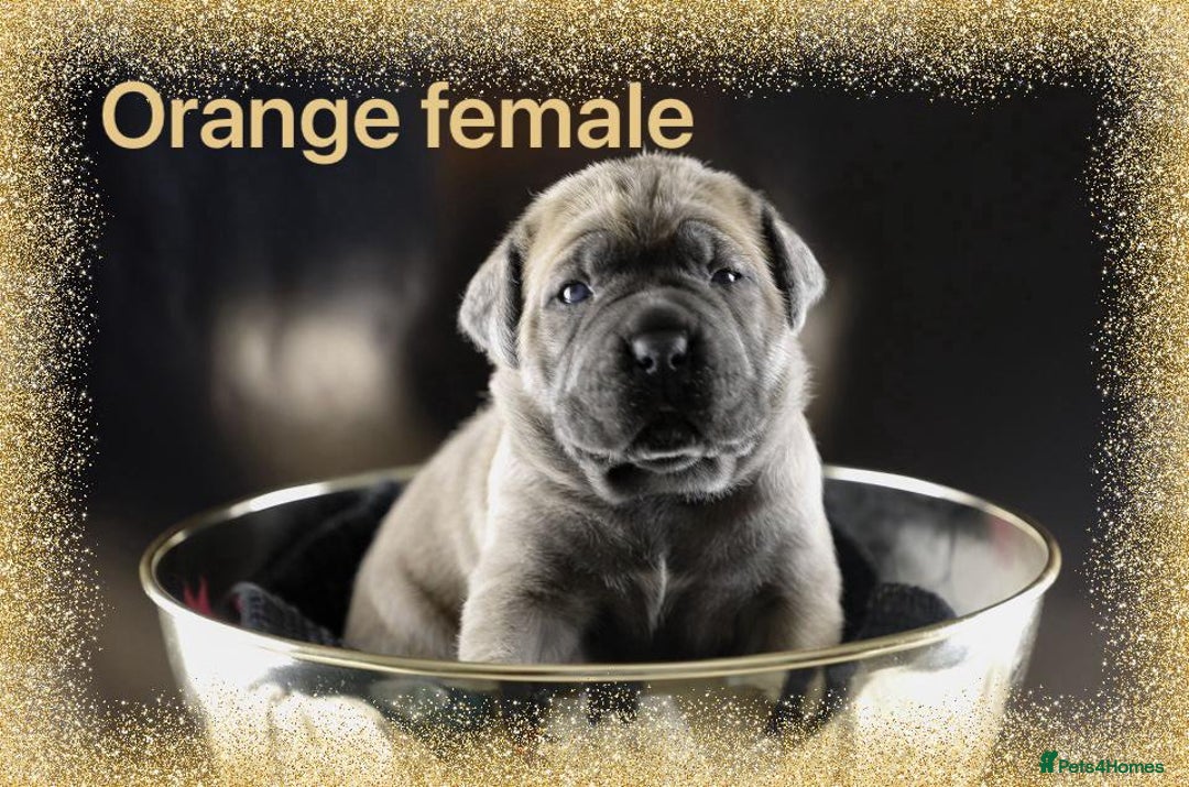 Cane Corso dogs for sale: Elite Formentino Cane Corso puppies - Advert 6