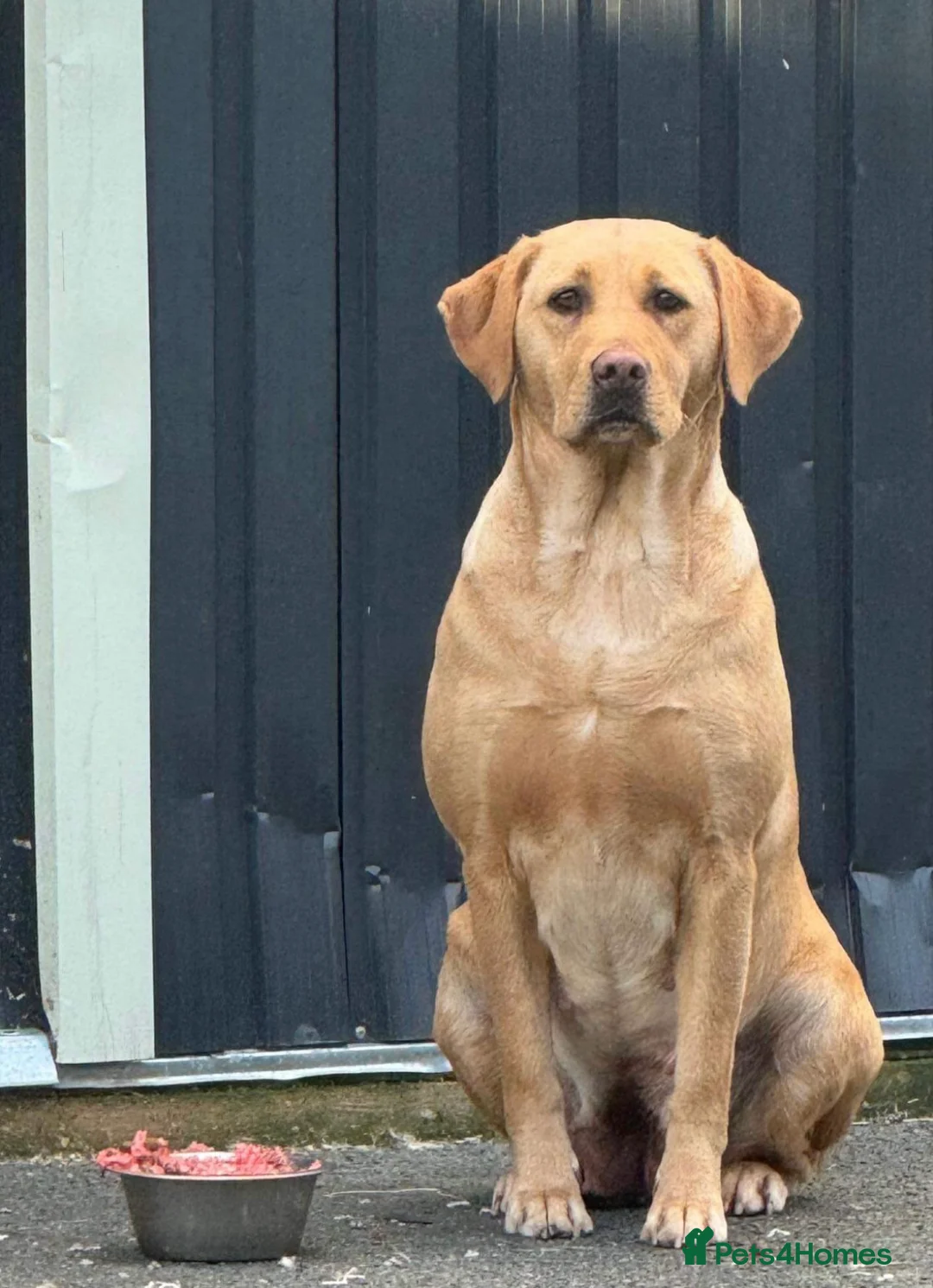 Labrador Retriever dogs for sale: Fox red kc Labrador puppies 4 remaining ready now  - Advert 3