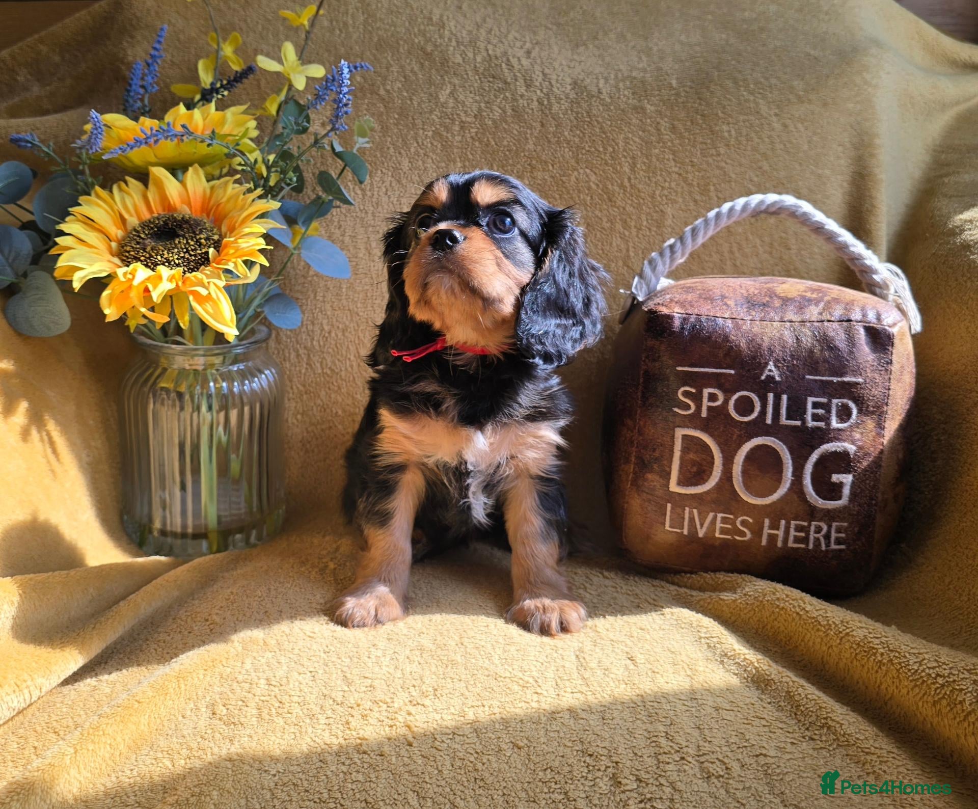 Cavalier King Charles Spaniel dogs Beautiful  Cavalier  puppies  - Advert 1
