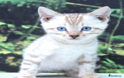 Bengal cats for sale: CUTE SNOW LYNX BENGAL KITTENS (TICA REG) - Image 22