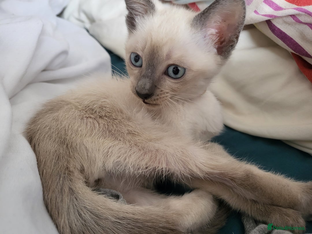 Snowshoe cats for sale: Full Pedigree Snowshoe Kittens - Image 8