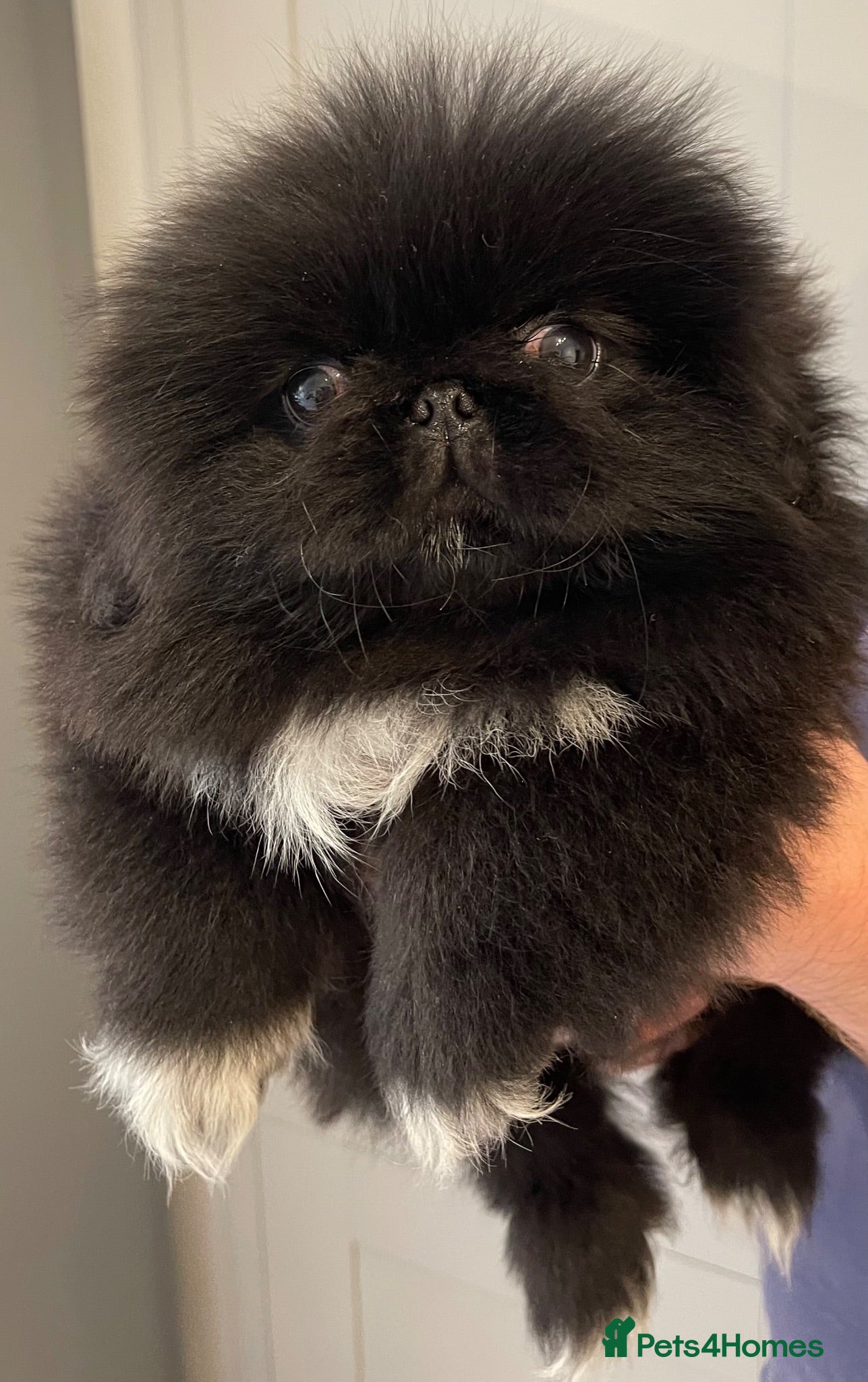 Pekingese dogs 💙Stunning Black KC registered Pekingese Puppy💙 - Advert 2