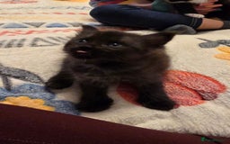 Maine Coon cats for sale: Maine Coon X Ragdoll  - Advert 18