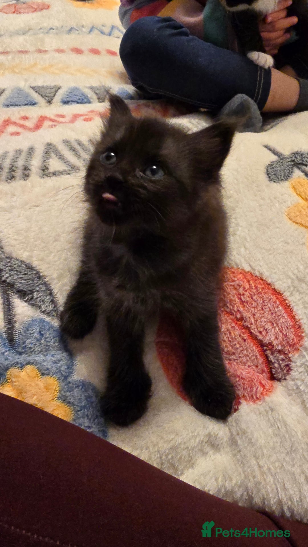 Maine Coon cats for sale: Maine Coon X Ragdoll  - Advert 18