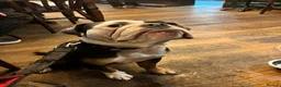 English Bulldog dogs for sale: 3‑Year‑Old New English Bulldog, Neutered, rehome in Plymouth - Advert 2