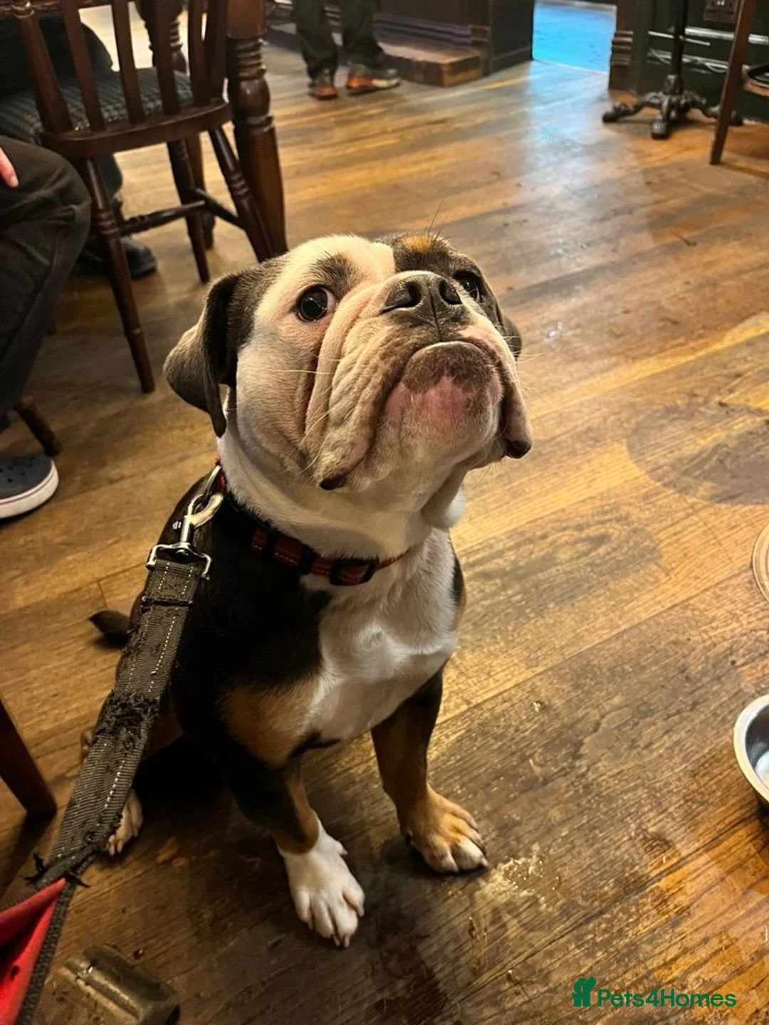 English Bulldog dogs for sale: 3‑Year‑Old New English Bulldog, Neutered, rehome in Plymouth - Advert 2