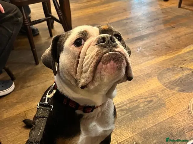 English Bulldog dogs for sale: 3‑Year‑Old New English Bulldog, Neutered, rehome - Advert 2