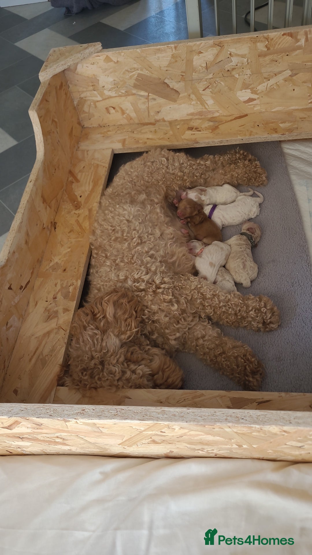 Mixed Breed dogs for sale: Gorgeous Cavapoochon Puppies - Image 2