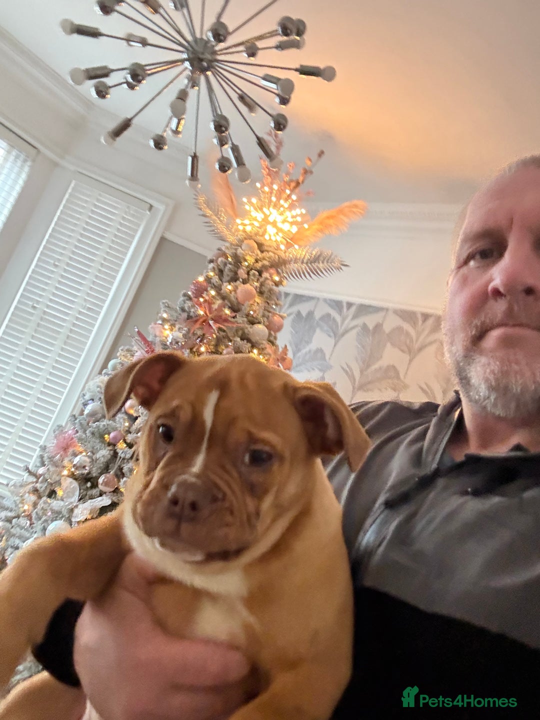 Alapaha Blue Blood Bulldog dogs for sale: ALAPAHA BLUE BLOOD BULLDOGS  - Advert 21