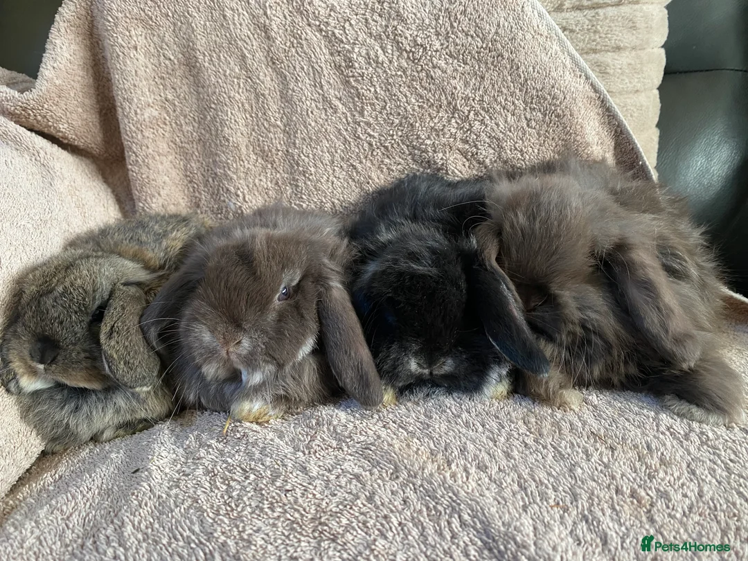 Mini Lop rabbits for sale: Mini lop litter. Includes chocolate. - Advert 2
