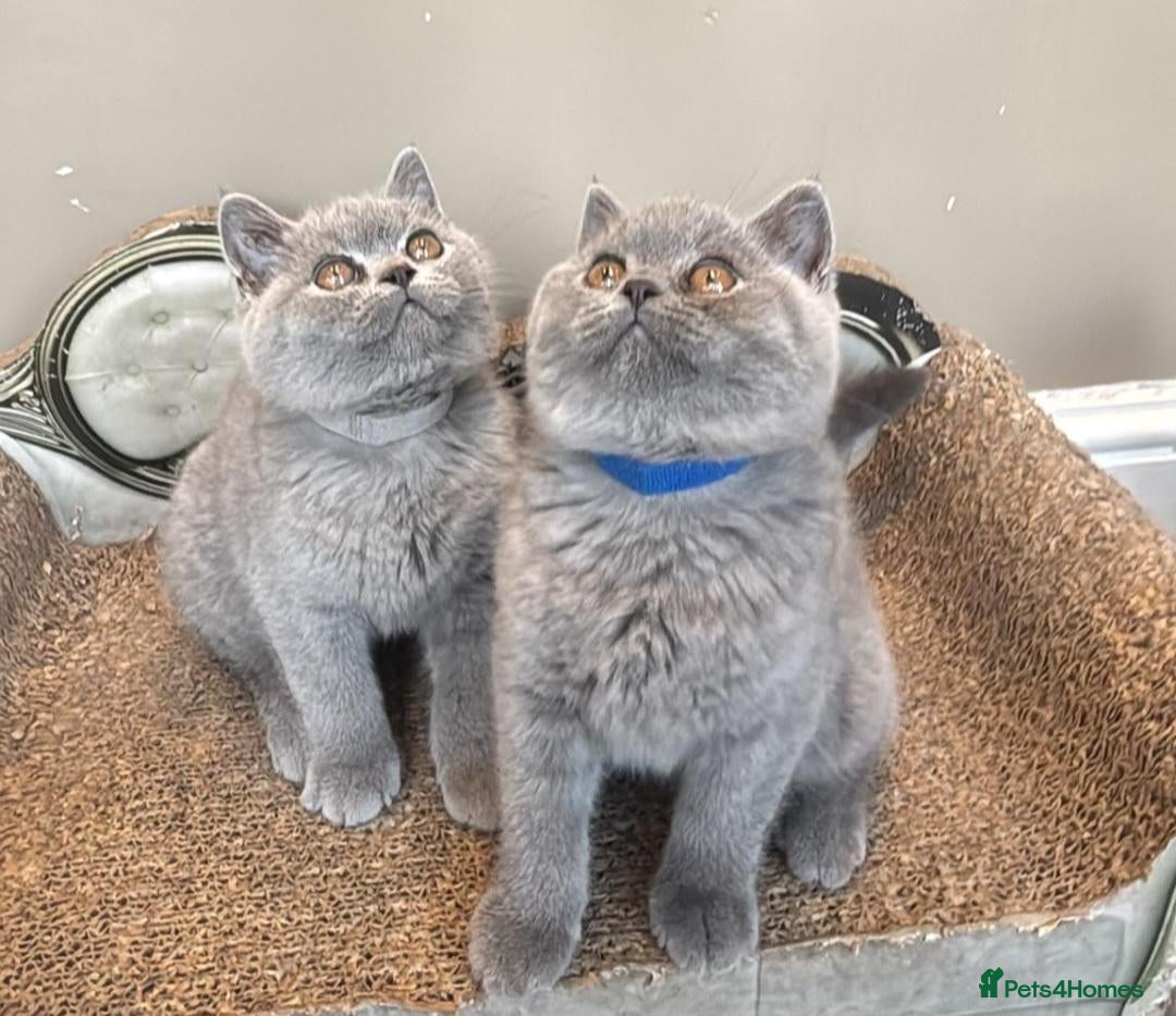 British Shorthair cats Stunning Teddy Bear British Short Hair Kittens - Advert 2