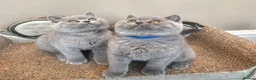 British Shorthair cats for sale: Stunning Teddy Bear British Short Hair Kittens - Advert 2