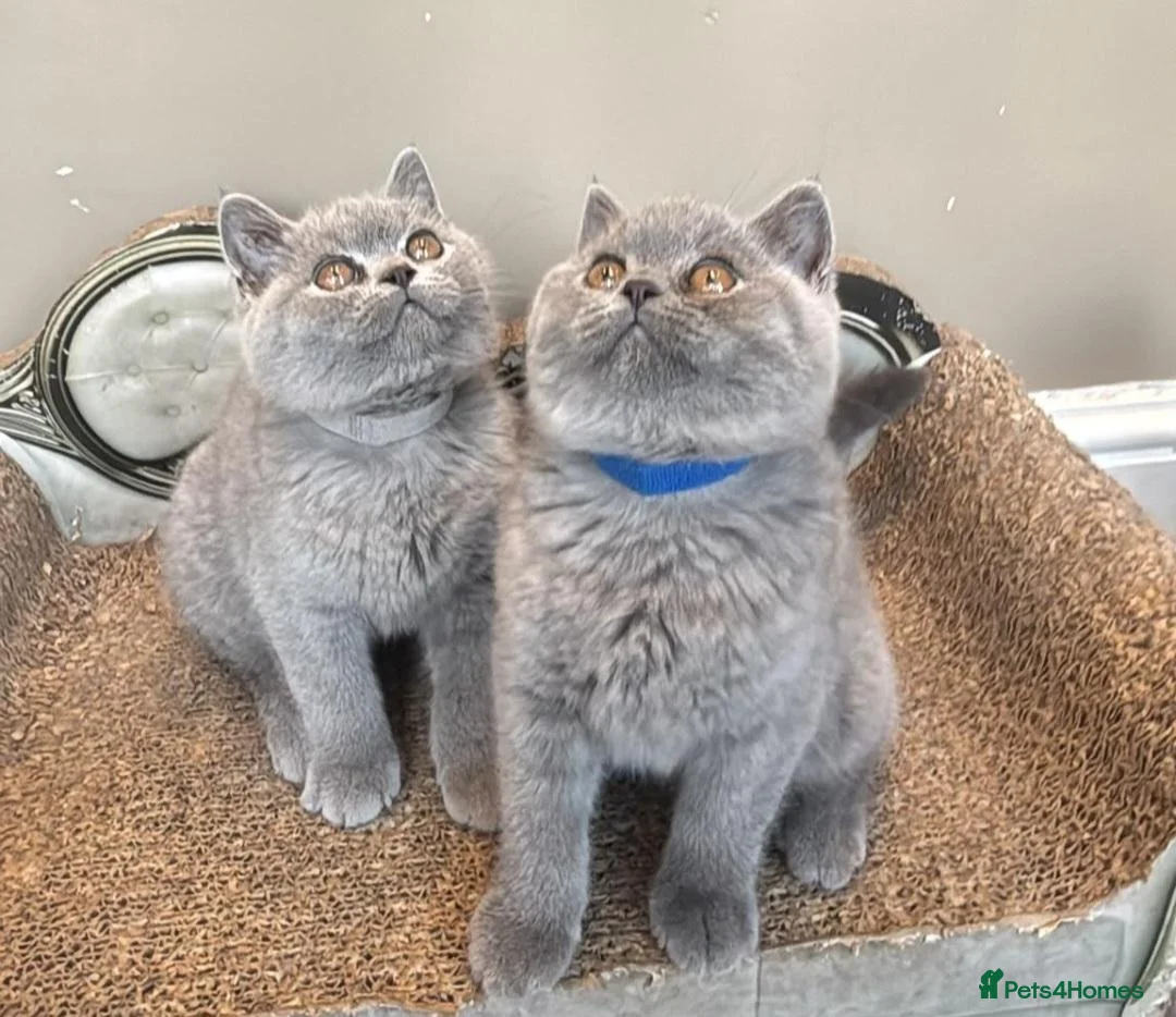 British Shorthair cats for sale: Stunning Teddy Bear British Short Hair Kittens - Advert 2