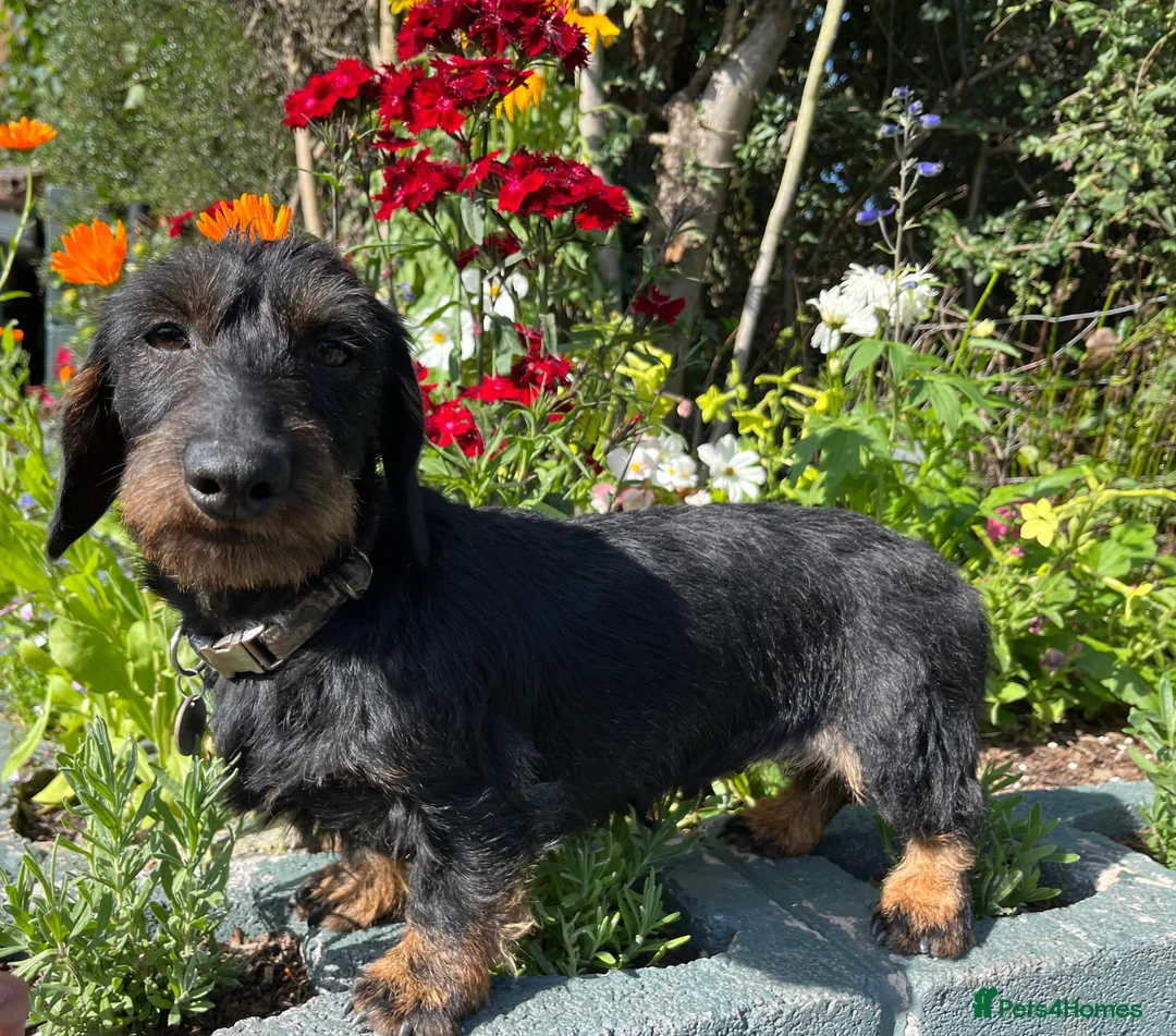 Miniature Dachshund dogs for sale: Health tested KC Miniature Wire Dachshunds - Advert 6