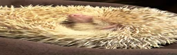 Pygmy Hedgehog rodents for sale: Albino Pygmy Hedgehog in Bury - Advert 3