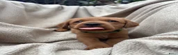 Labrador Retriever dogs for sale: Fox Red Labrador Puppy’s for Sale - Advert 14