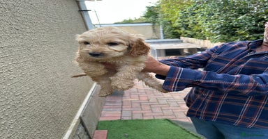 Cockapoo dogs - Advert 8