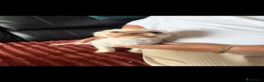 Shih Tzu 1